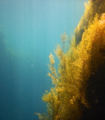 Sargassum sinicola