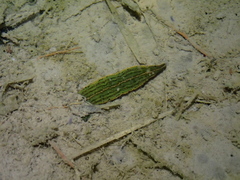 Whitmania edentula