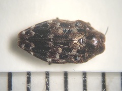 Brachys ovatus