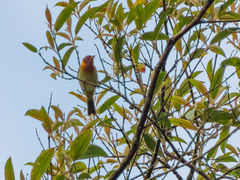 Hemithraupis ruficapilla