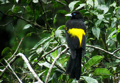 Cacicus chrysonotus