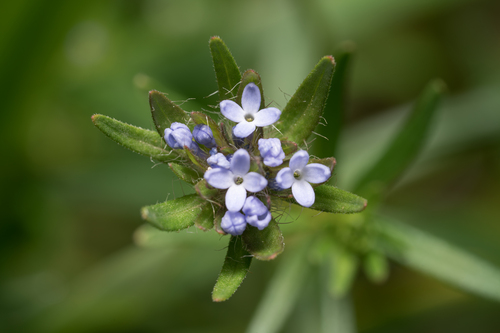 Asperula arvensis, photograph 5