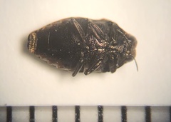 Brachys ovatus