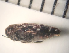 Brachys ovatus