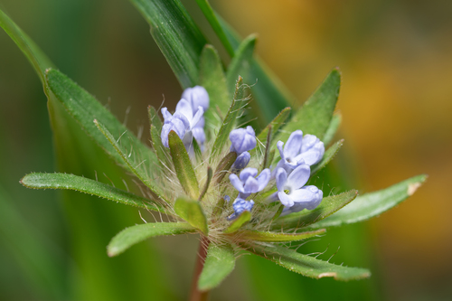 Asperula arvensis, photograph 6