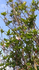 Rhododendron mariesii