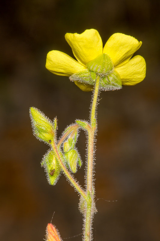 Smooth Needle-Rockrose