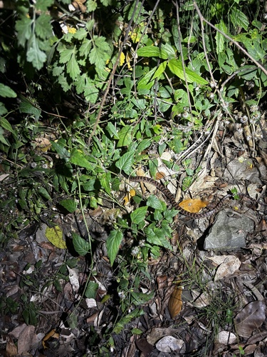 Red-banded Snake