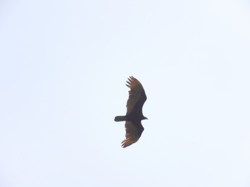 Turkey Vulture