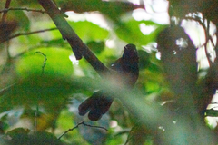 Pyriglena leucoptera