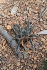 Lasiodora