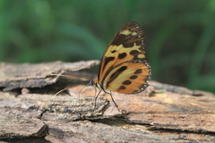 Tithorea harmonia