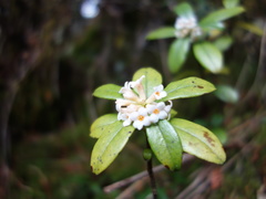 Daphne arisanensis
