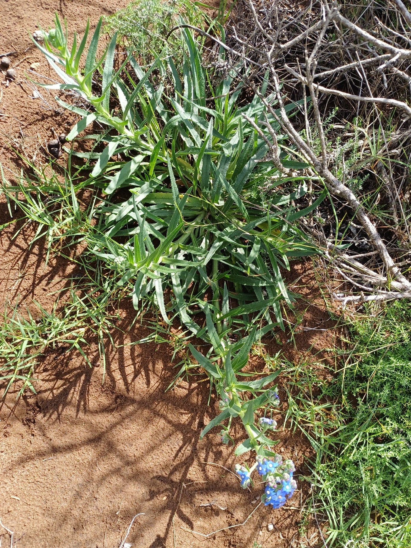Lengua de buey del cabo