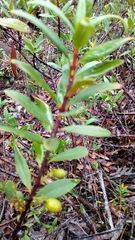 Atkinsonia ligustrina