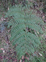 Dryopteris peranema