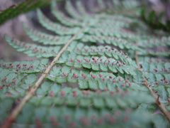 Dryopteris peranema