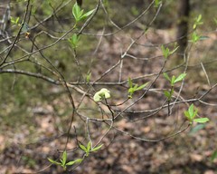 Exobasidium symploci