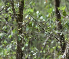 Exobasidium symploci