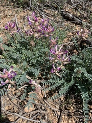 Astragalus tephrodes