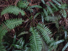 Plagiogyria stenoptera