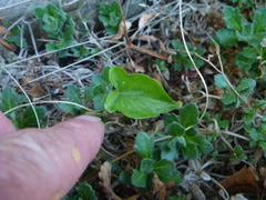 Pinellia tripartita