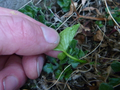 Pinellia tripartita