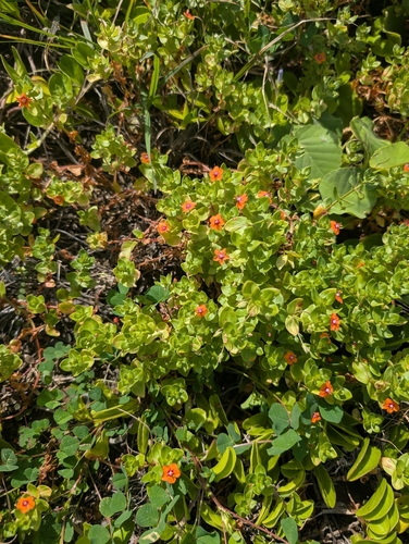 Lysimachia arvensis observed 2026-03-07