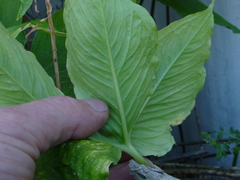 Pinellia tripartita