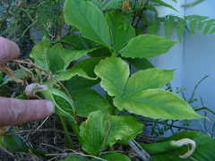 Pinellia tripartita