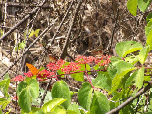Red Peacock