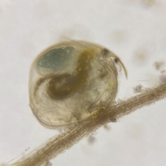 Chydorus