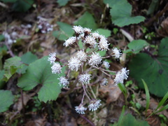 Petasites formosanus