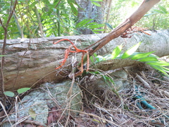 Chamaedorea seifrizii