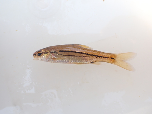 Hyphen barb (Enteromius bifrenatus) — Cyprinidae