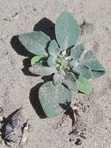 Dinosaur Plant (Anastatica hierochuntica)