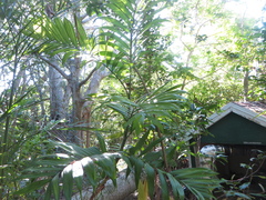 Chamaedorea seifrizii