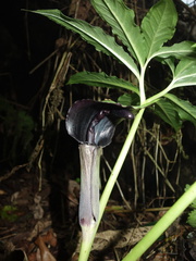 Arisaema ilanense