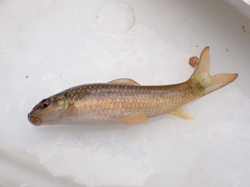 Redeye labeo (Labeo cylindricus) — Cyprinidae — 3