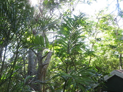 Chamaedorea seifrizii