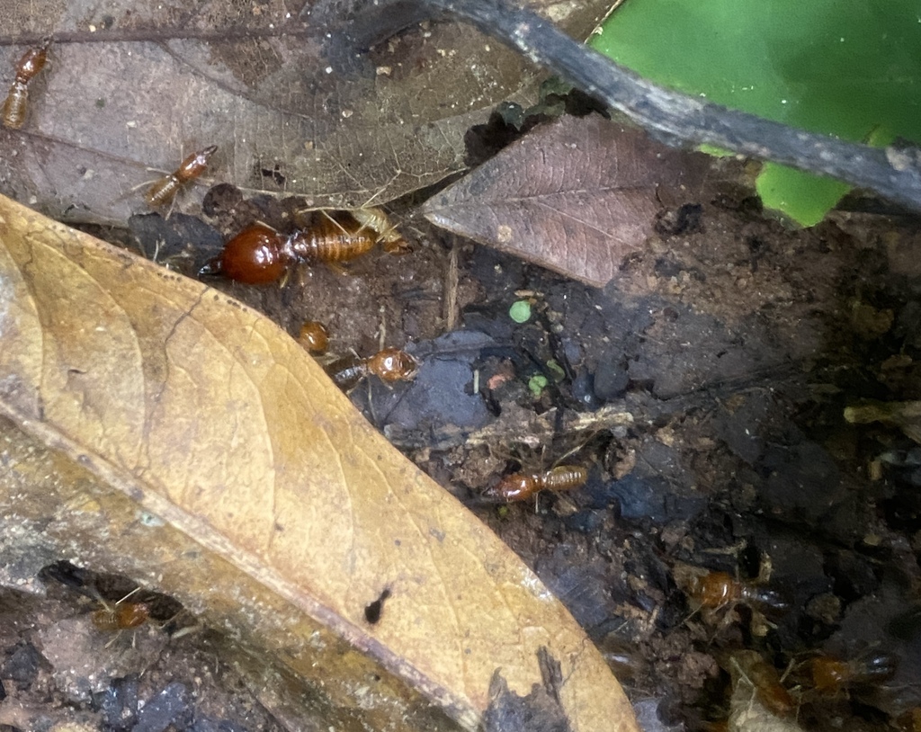 Macrotermes ivorensis