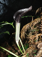 Arisaema ilanense