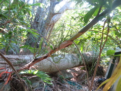 Chamaedorea seifrizii