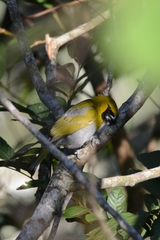 Caryothraustes poliogaster