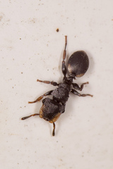 Cephalotes texanus