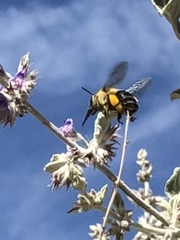 Anthophora centriformis