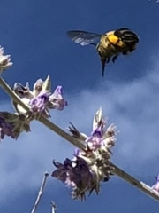 Anthophora centriformis