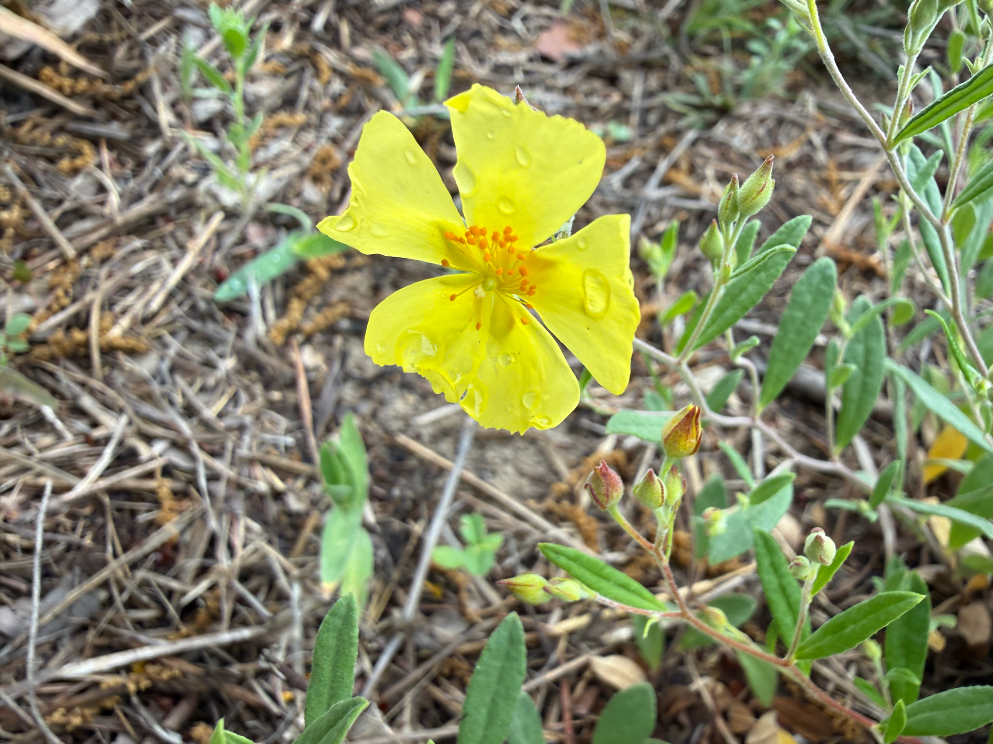 Imagem de Crocanthemum georgianum