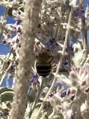 Anthophora centriformis
