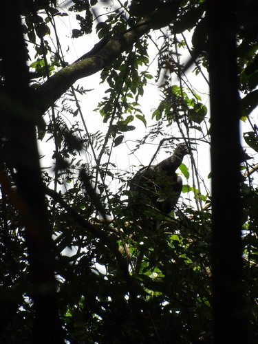 Black Vulture
